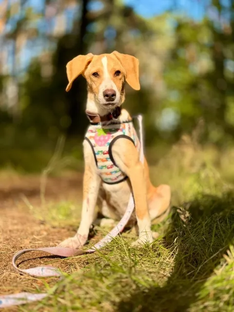 Pies do adopcji, Piła, 29 sierpnia 2025 (1/5)