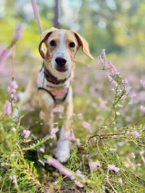 Pies do adopcji, Piła, 29 sierpnia 2025 (2/5)