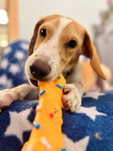 Pies do adopcji, Piła, 29 sierpnia 2025 (3/5)