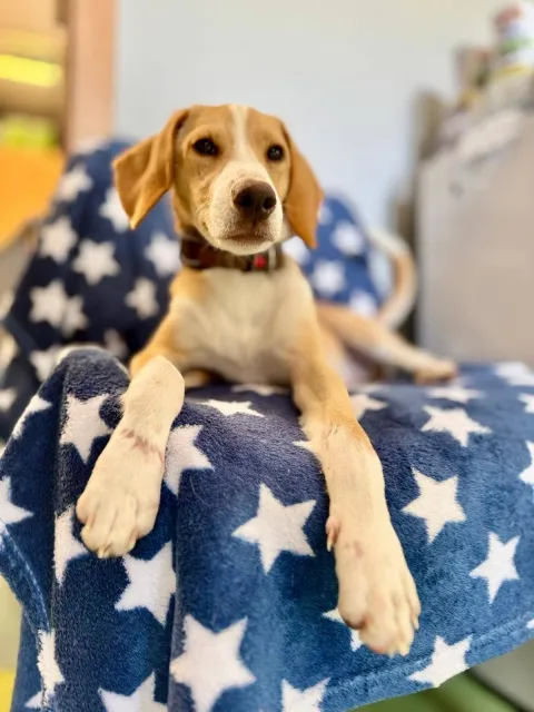 Pies do adopcji, Piła, 29 sierpnia 2025 (5/5)