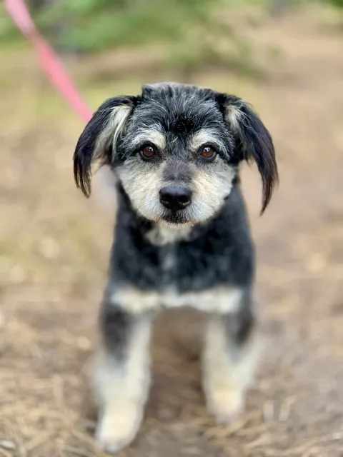 Pies do adopcji, Piła, 28 sierpnia 2025 (1/5)