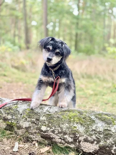 Pies do adopcji, Piła, 28 sierpnia 2025 (2/5)