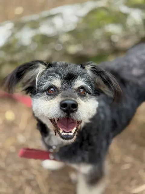 Pies do adopcji, Piła, 28 sierpnia 2025 (5/5)