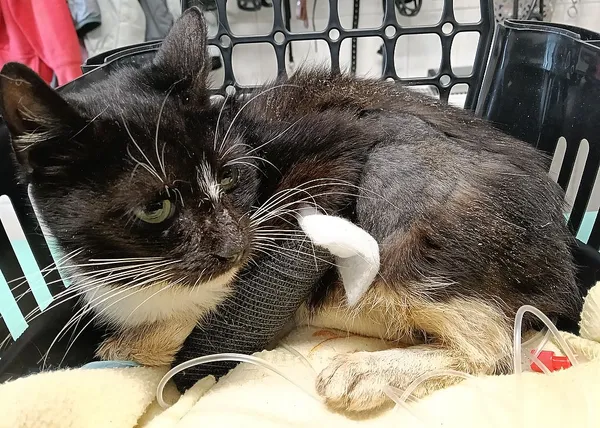 Znaleziono kota, Gdańsk, 2 października 2025