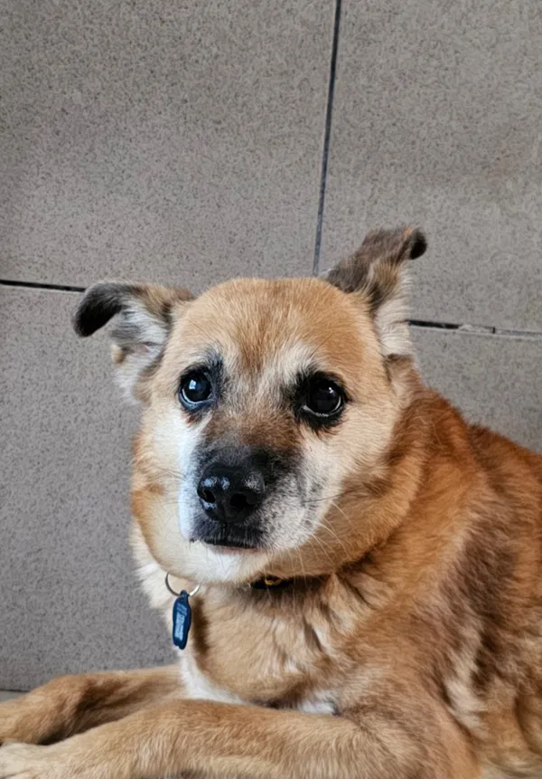 Pies do adopcji, Tychy, 4 września 2025