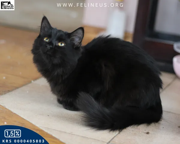 Kot do adopcji, Chmielnik, 7 grudnia 2025 (1/5)