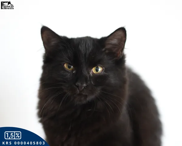 Kot do adopcji, Chmielnik, 7 grudnia 2025 (2/5)