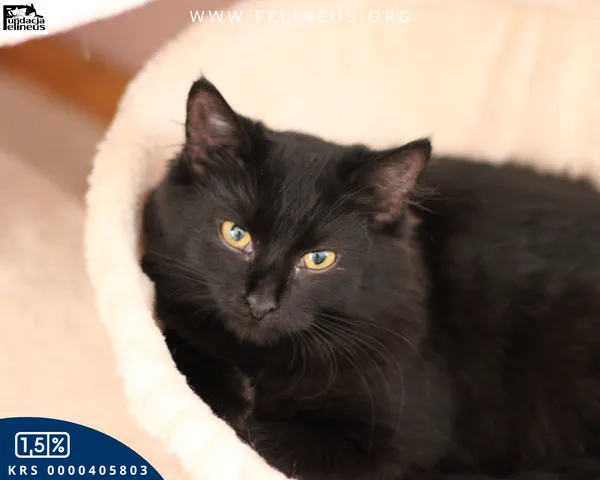 Kot do adopcji, Chmielnik, 7 grudnia 2025 (3/5)