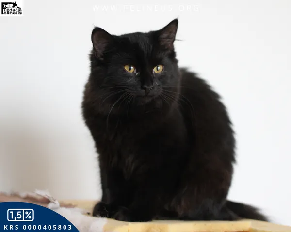 Kot do adopcji, Chmielnik, 7 grudnia 2025 (4/5)