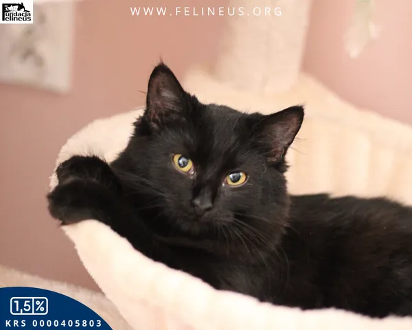 Kot do adopcji, Chmielnik, 7 grudnia 2025 (5/5)