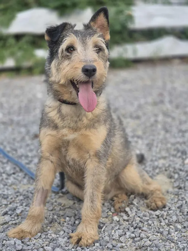 Oddam psa, Warszawa, Powiśle, 2 października 2025 (1/5)