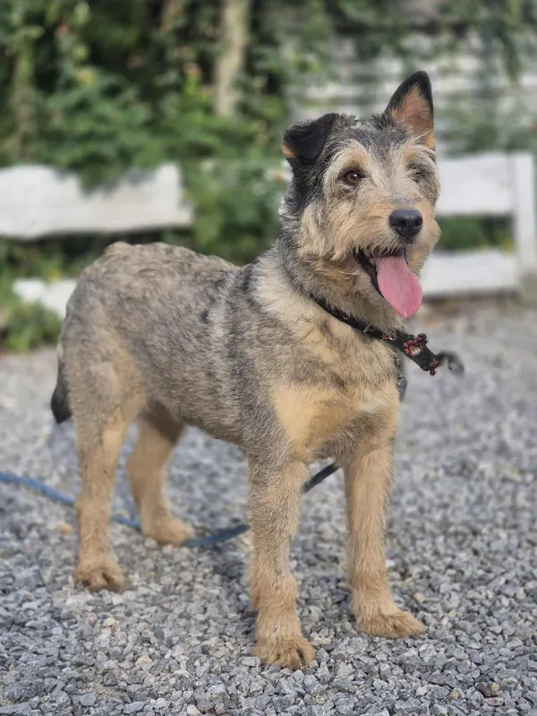 Oddam psa, Warszawa, Powiśle, 2 października 2025 (2/5)