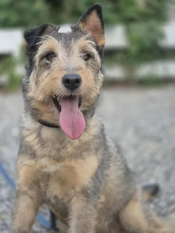 Oddam psa, Warszawa, Powiśle, 2 października 2025 (5/5)