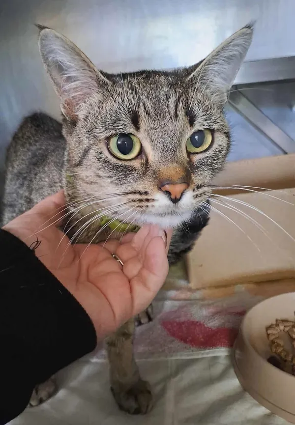 Znaleziono kota, Olsztyn, 29 września 2025 (3/4)