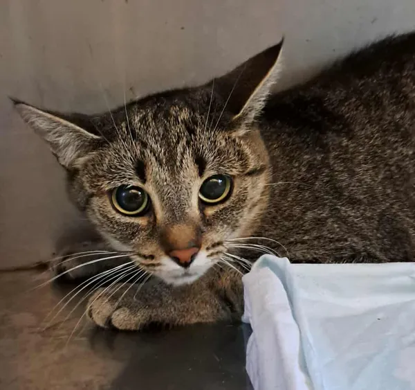 Znaleziono kota, Olsztyn, 29 września 2025 (4/4)