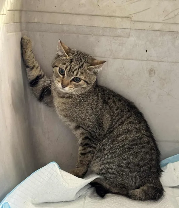 Znaleziono kota, Czartki, 2 października 2025