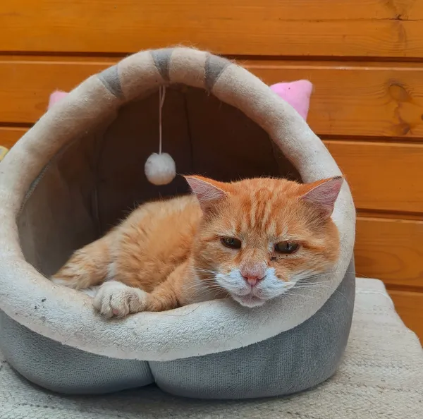 Oddam kota, Olsztyn, Kortowo, 2 października 2025 (1/3)