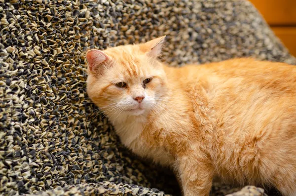 Oddam kota, Olsztyn, Kortowo, 2 października 2025 (2/3)