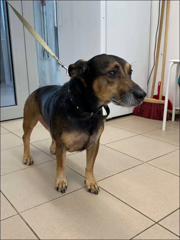 Znaleziono psa, Grudziądz, 2 października 2025