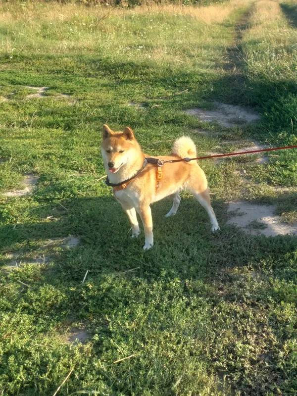 Zaginął pies, Łódź, 2 października 2025