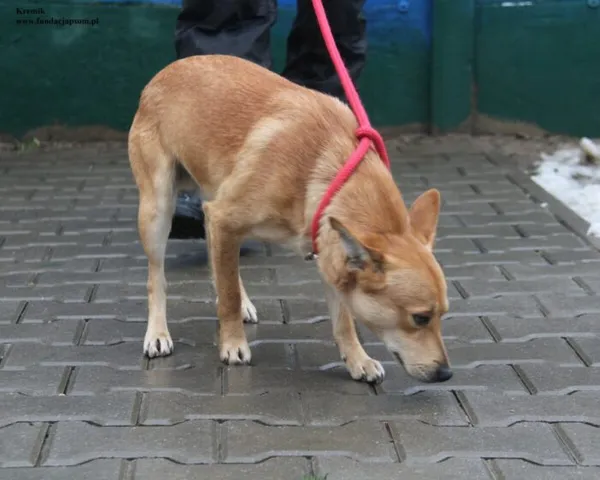 Pies do adopcji, Nowy Dwór Mazowiecki, 26 listopada 2025 (4/5)