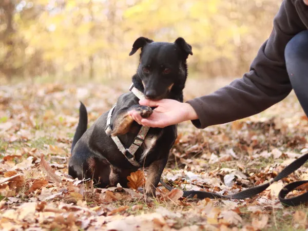 Pies do adopcji, Milanówek, 17 kwietnia 2025 (1/5)