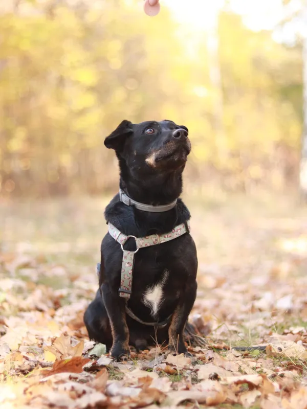 Pies do adopcji, Milanówek, 17 kwietnia 2025 (3/5)