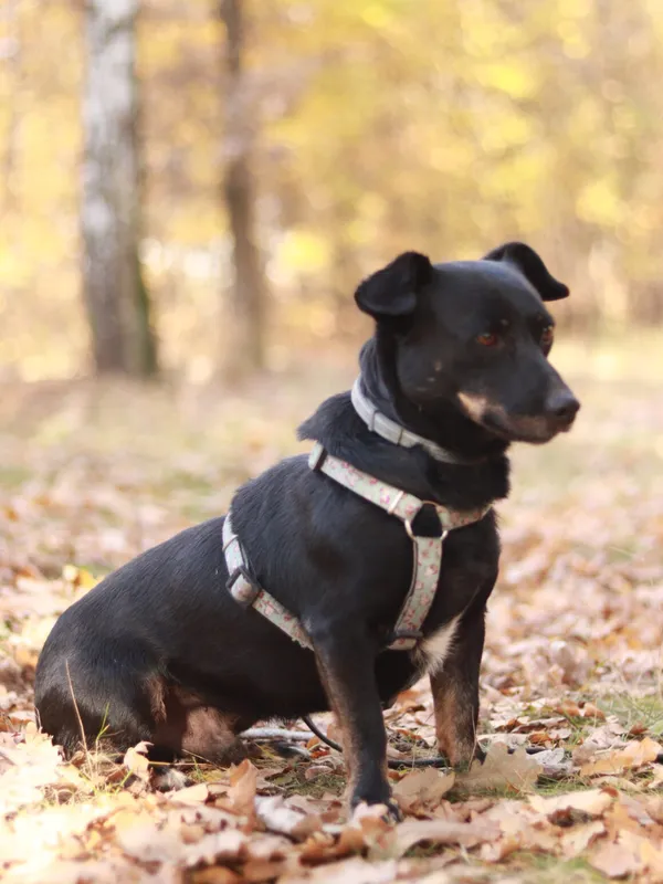 Pies do adopcji, Milanówek, 17 kwietnia 2025 (5/5)