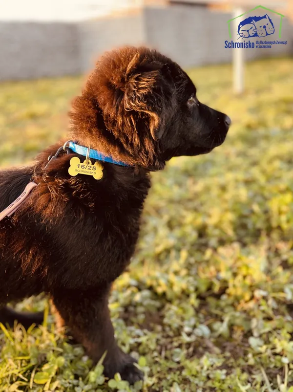 Pies do adopcji, Szczecin, 15 stycznia 2025 (3/3)
