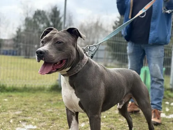 Pies do adopcji, Kraków, 18 września 2025