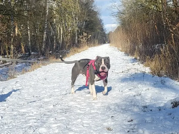 Pies do adopcji, Sosnowice, 22 stycznia 2025 (2/3)