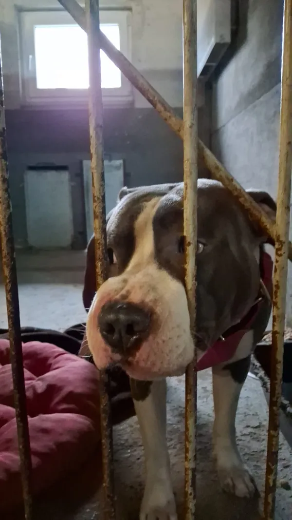 Pies do adopcji, Sosnowice, 22 stycznia 2025 (3/3)