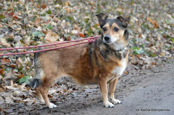 Znaleziono psa, Toruń, 24 września 2025