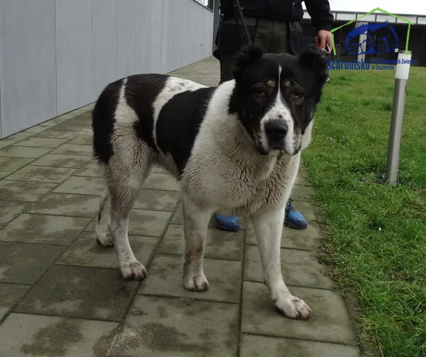 Znaleziono psa, Szczecin, 30 stycznia 2025