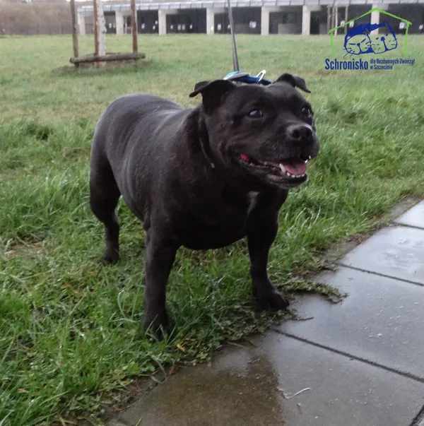 Pies do adopcji, Szczecin, 2 stycznia 2025