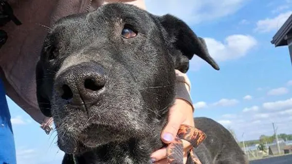 Pies do adopcji, Tatary, 11 sierpnia 2024 (1/2)