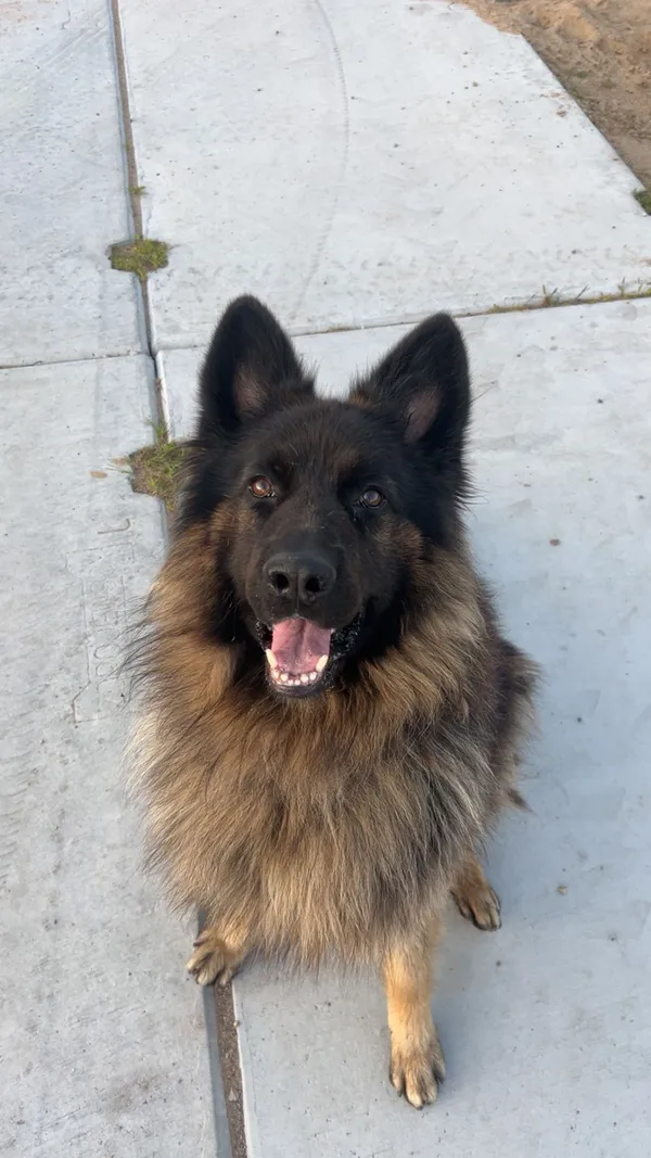 Zaginął pies, Skwierawy, 3 października 2025 (1/3)