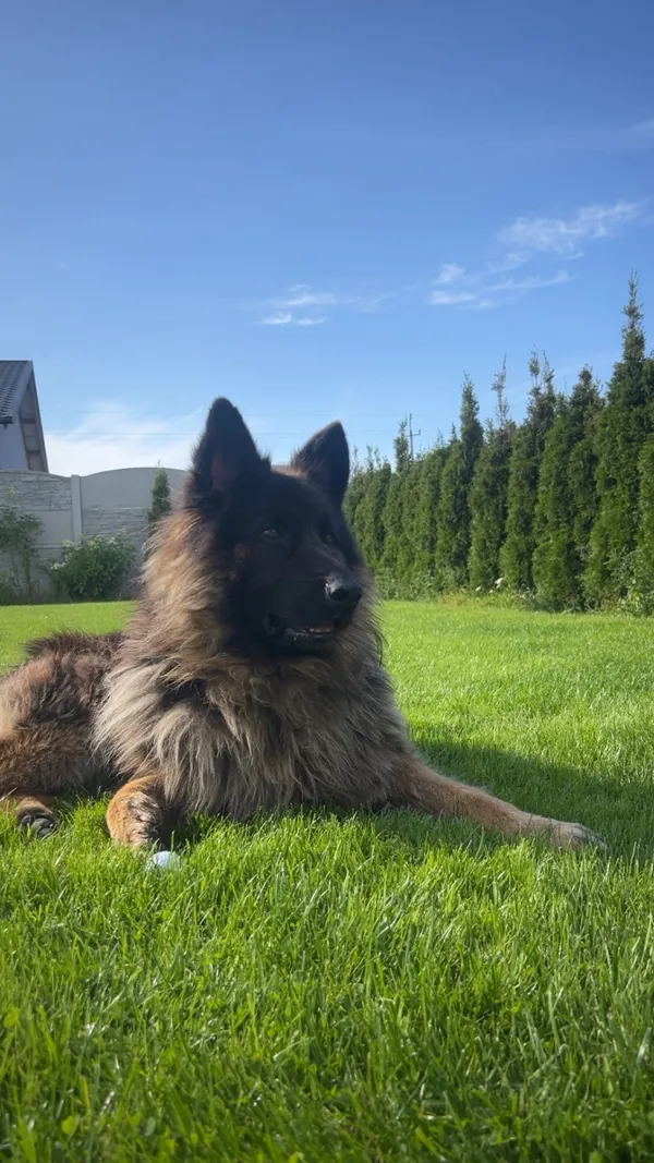 Zaginął pies, Skwierawy, 3 października 2025 (2/3)