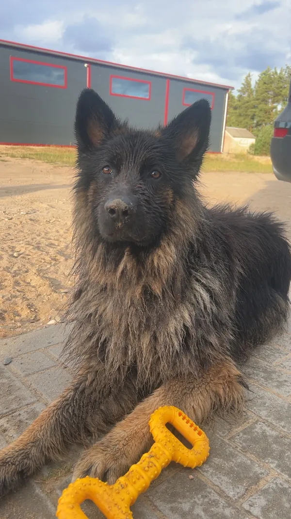 Zaginął pies, Skwierawy, 3 października 2025 (3/3)