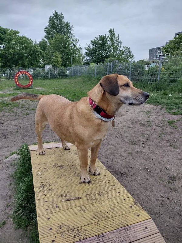 Zaginął pies, Małdyty, 3 października 2025 (2/4)