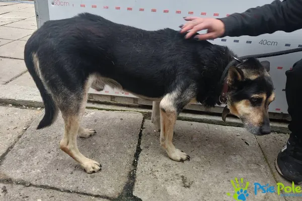 Znaleziono psa, Racławice, 2 października 2025 (4/5)