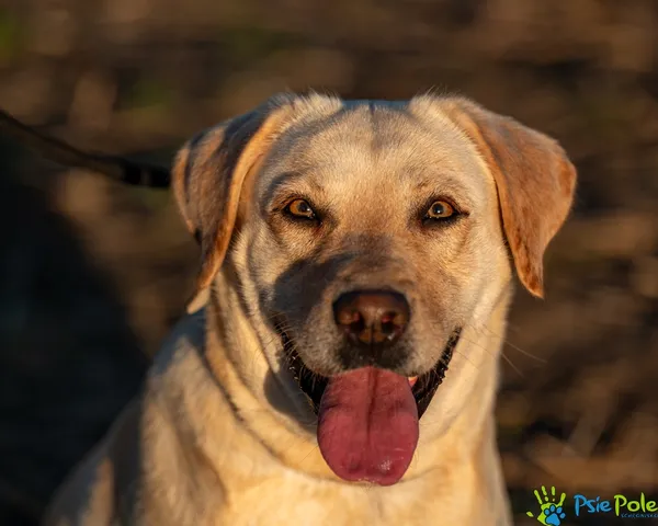Znaleziono psa, Racławice, 2 października 2025 (1/5)