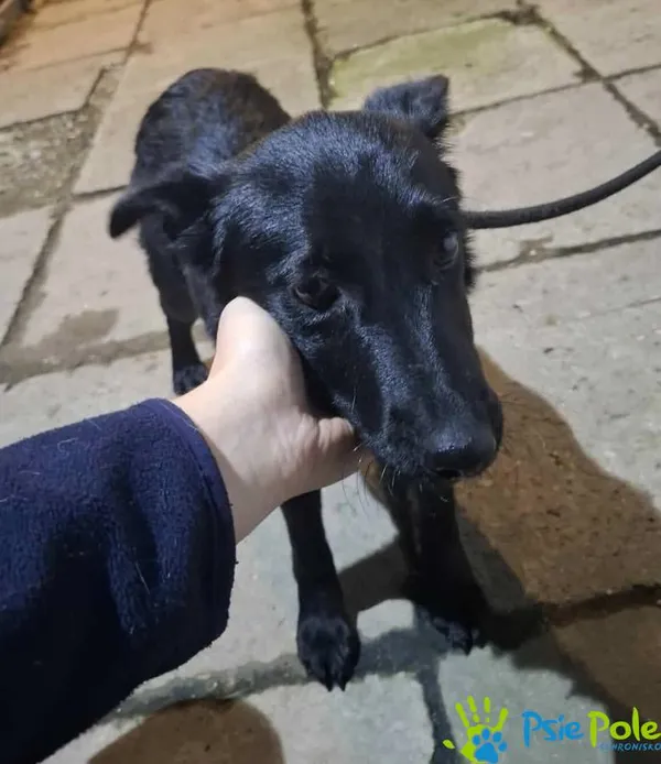 Znaleziono psa, Racławice, 1 października 2025 (1/5)