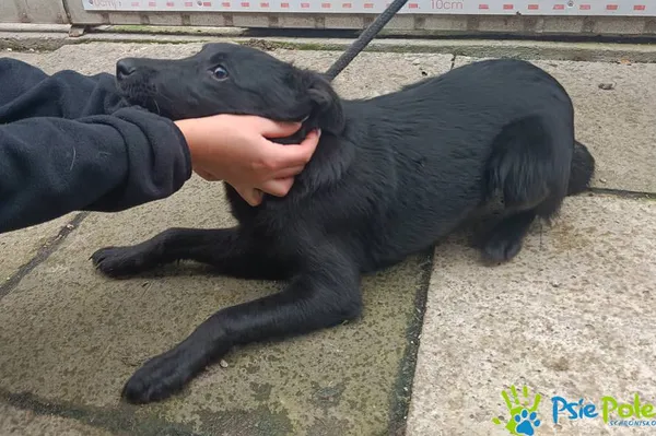 Znaleziono psa, Racławice, 1 października 2025 (3/5)