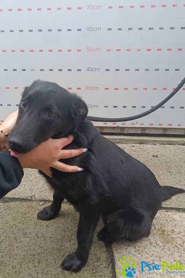 Znaleziono psa, Racławice, 1 października 2025 (4/5)