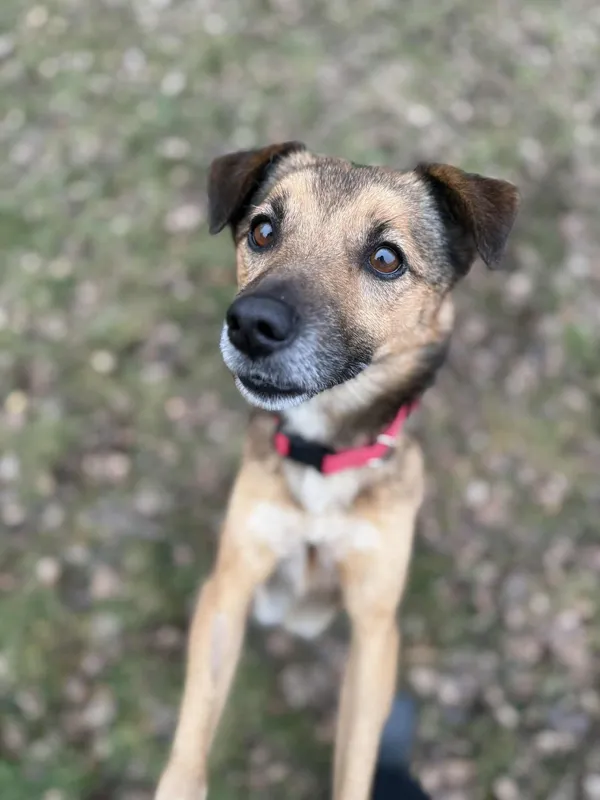 Pies do adopcji, Włocławek, 3 października 2025 (1/5)