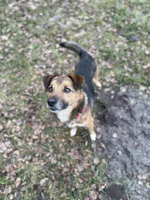 Pies do adopcji, Włocławek, 3 października 2025 (5/5)