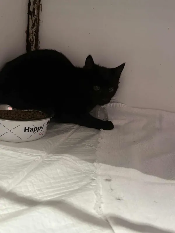 Znaleziono kota, Czartki, 3 października 2025