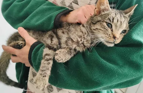 Znaleziono kota, Toruń, 1 października 2025