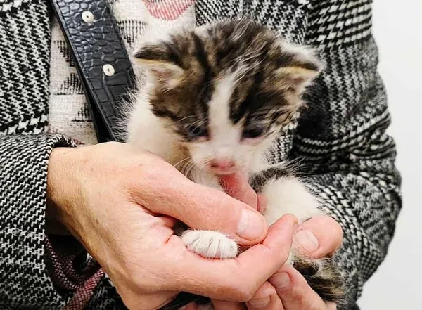 Znaleziono kota, Toruń, 1 października 2025